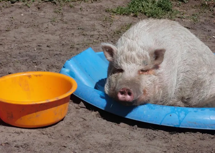 Appartement Ferienwohnung-kribitz-hodenhagen Hodenhagen